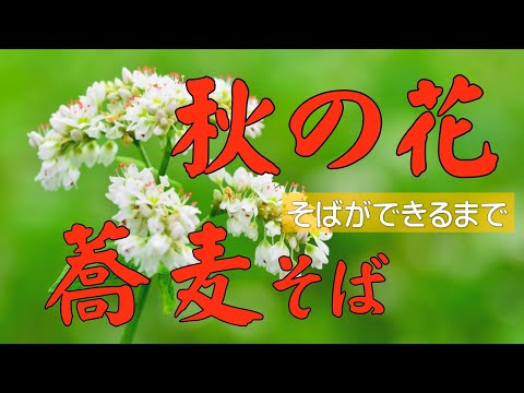 秋の花「蕎麦 そば」 花から実、そしてそばができるまで。意外と知らない蕎麦にまつわる知識も満載です。「十割そば」と「二八そば」の違い、蕎麦という漢字の語源についても解説しています。