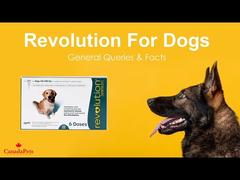 Revolution For Dogs  -- General Queries & Facts