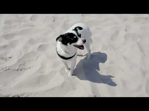 Dog on Beach | Copyright Free Video Footage