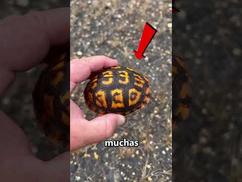 Si ves esta TORTUGA, corre! 😨