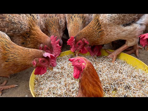 Organic Chicken Farming Process - Organic Chicken Business In Rural Areas.