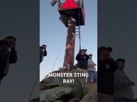 Treasure Island Jetty! Monster Ray! #california #bayarea #fishing #fish #bankfishing #jettyfishing