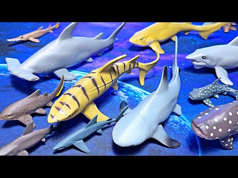 17 Amazing Sharks - Great White, Hammerhead, Zebra, Leopard, Whaleshark, Lemon Shark, Blue Shark