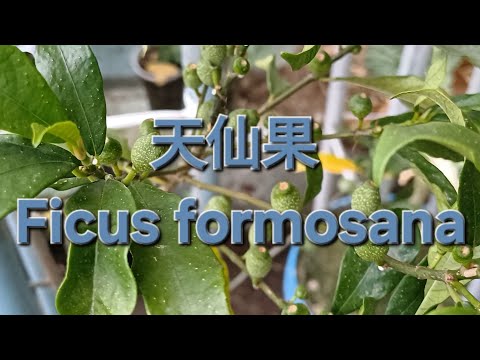 天仙果 Ficus formosana