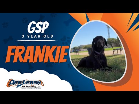 Frankie GSP 3 years old | Balanced Obedience Training | Off Leash K9 NoVA