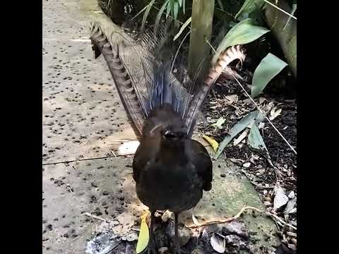 Eerie Bird Sounds You Won’t Forget ☠️🐦 #TerrifyingBirds #ScarySounds #nature #BirdSounds#EerieNature