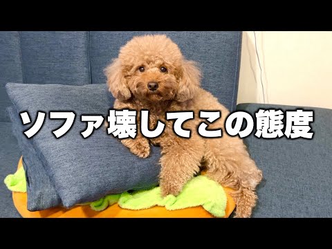 ソファ壊した張本人がめちゃくちゃ偉そうな態度で飼い主の片付けを見学してた件。笑