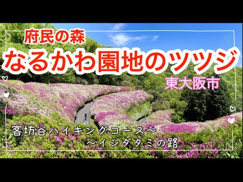 府民の森「なるかわ園地」のツツジロール✨😊✨ぼくらの広場