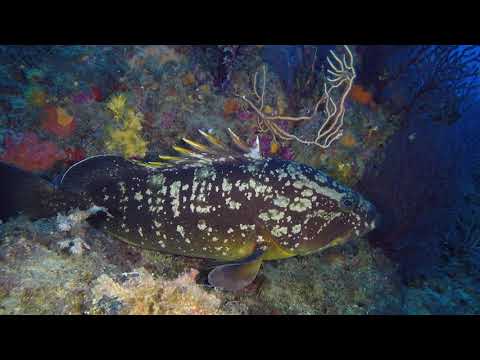 Diving at the Lighthouse in Portofino, Italy