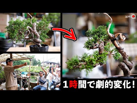 Make juniper in 1 hour and give as a gift. tojyu-en festival [Bonsai Q]