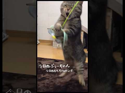 【遊ぶ猫】トンボのおもちゃ大好き