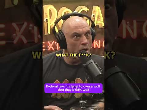 Joe Rogan's Jaw-Dropping Encounter with a Wolf-Dog