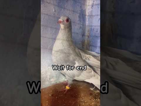 Lucknow bride #pigeon #shortvideo #shorts #viralvideo #bgmi