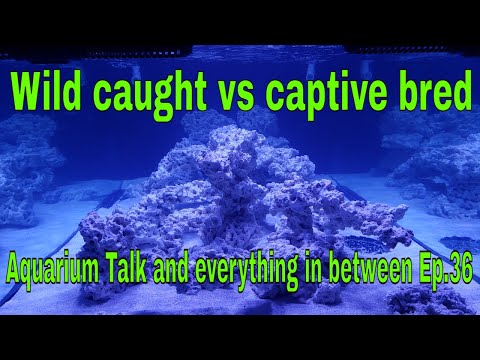 Wild caught vs captive bred