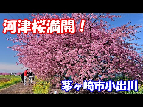 【4K】河津桜満開！茅ヶ崎市小出川「桜まつり2024」