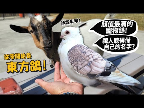 【從零開始養】東方鴿!半甲刺青?顏質最高的寵物鴿!親人聽得懂字自己的名字?德爺寵物!【許伯簡芝】