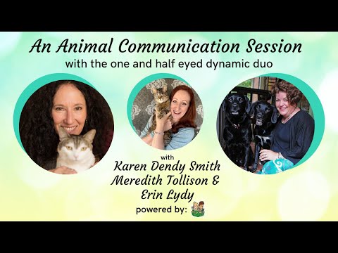 Talking To Special Needs Cats with Animal Communication Collective & FC3 | Two Crazy Cat Ladies