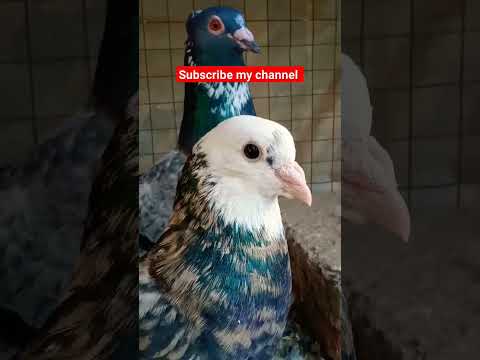 #pigeon #beautiful #kabootar #homingpigeons #funnyshorts #sadstatus #comedyvideos #pigeonlove#shorts