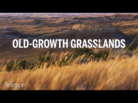 As old-growth grasslands disappear, ecologists test new restoration strategies