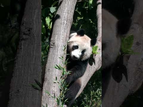 Giant Panda Cam is ON!