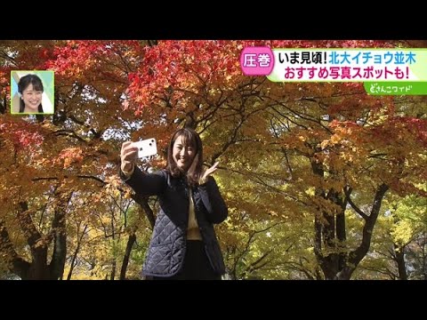 北大のイチョウ並木へ…紅葉も楽しめるカフェ【どさんこワイド179】2024.10.31放送