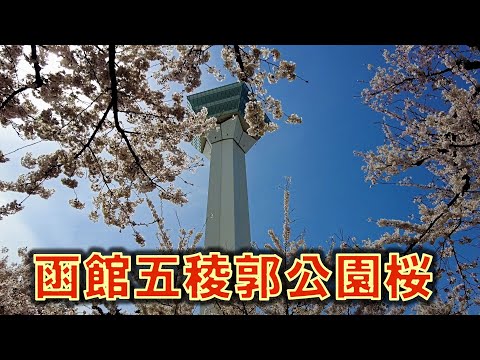 函館五稜郭園の桜満開2023/4/25