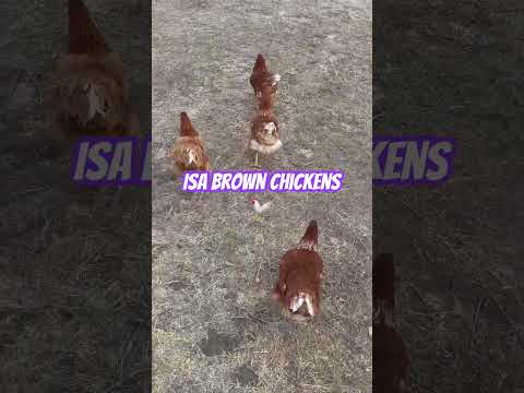 ISA Brown Chickens #ozziereviews #chicken #chickens #isabrown #selfsufficiency #freerangechickens