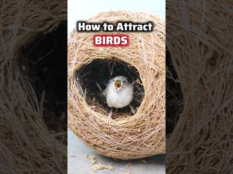 Real Review🤯 of the Eco-friendly Handmade Vetiver Nest for Birds💥 from @Myecokart-ch8cf #chidiya