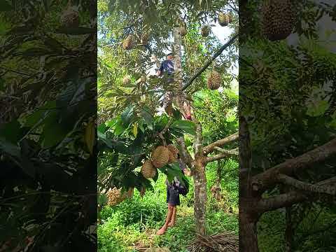 Durian harvest