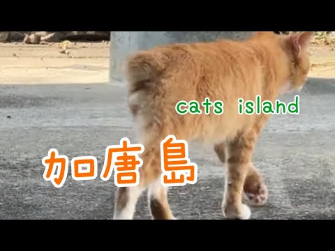 いいもんぶら下げてるね　ω You're hanging something nice ω　【加唐島】【夏休み2024】【猫島巡り】