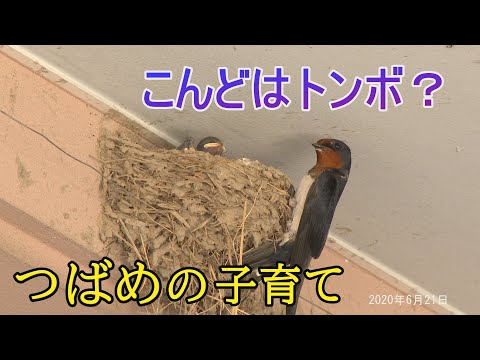 [4K] つばめの子育て（子ども向け観察Ver.）　Parenting swallows