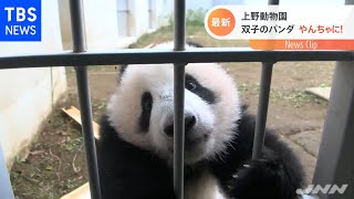 上野動物園 双子のパンダ やんちゃに！