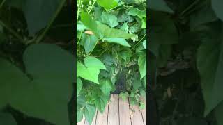 #organicvegetablegardening#canadalifevlog