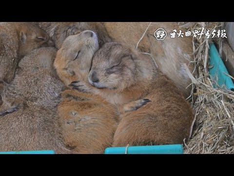 【ナレ付き】愛すべき個性派！オグロプレーリードッグ　ほっとなショット大森山動物園⑤