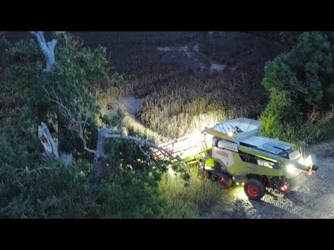 Harvesting Beans into the night with lexion combines