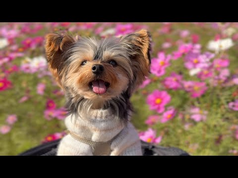 12月愛犬と楽しむ葛西臨海公園のコスモス