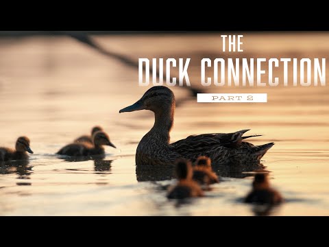 The Duck Connection FULL FILM Part 2 - Delta Waterfowl