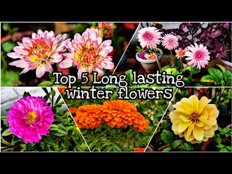 Top 5 Long lasting winter flowers//लम्बे समय तक खिले रहने बाले सर्दियों के फूल