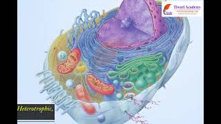 Diversity in Living Organisms - Classification of Whittaker-I