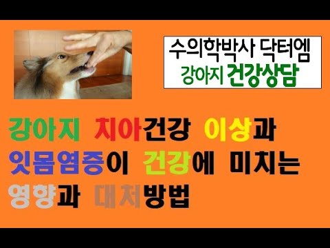 강아지 구강이상과 잇몸염증이 건강에 미치는 영향과 대처방법