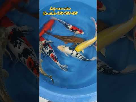 #ikankoi #koi #ikankoimurah #arinorkoi #koifish #koiindonesia #koiblitar #koimurah