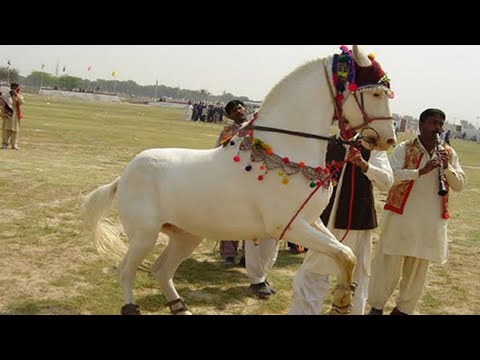 danceing horse with music 😱😱😱