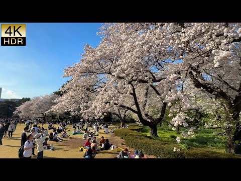 【Cherry blossoms】SAKURA in TOKYO 2024. Under the cherry blossoms with Loved one. 東京で遅い桜の満開 #桜