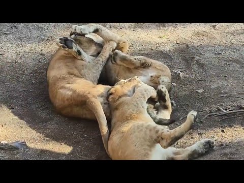 【ライオン】【愛媛県立とべ動物園】立派に成長したつくし、アネ、モネ！