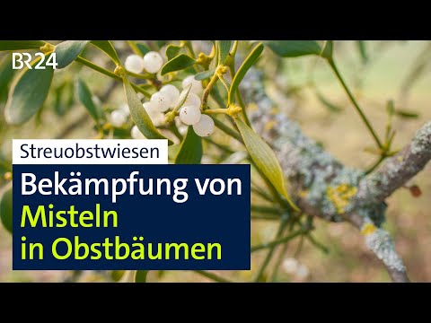 Misteln in Streuobstwiesen: So wird die Schmarotzer-Pflanze am Untermain bekämpft | BR24