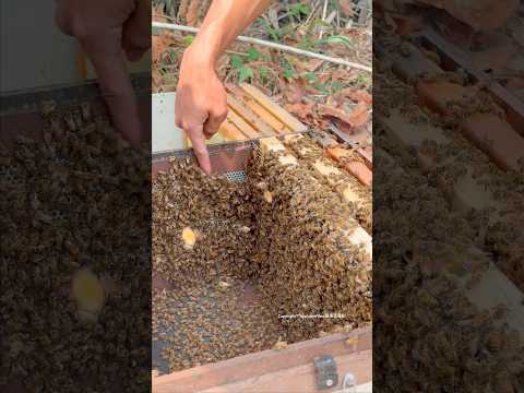 🐝 Very fantastic honey harvest 偉大的蜂農 #honey #foodie #shorts