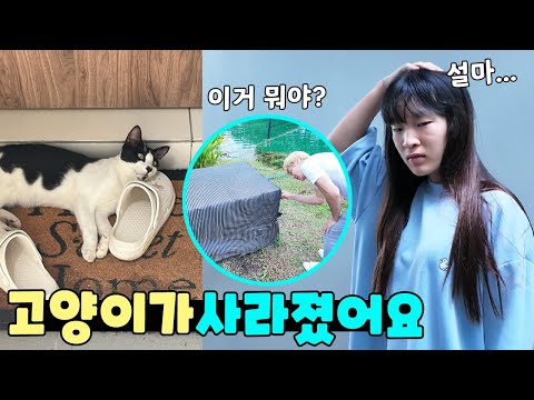 매일 찾아오던 고양이가 사라진것 같아요ㅠ 가족 일상 브이로그 vlogㅣ토깽이네