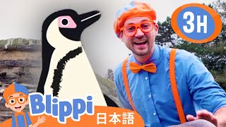 ペンギンがみたい！ | ブリッピ 日本語 - 幼児向け教育動画 Blippi