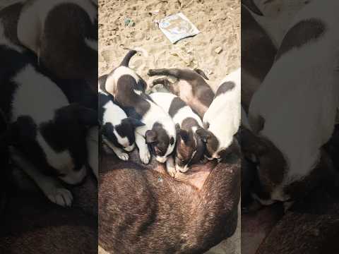 Mother feeding her five puppies#feeding #puppy #dog#easyfoodtomakeathome#doglover