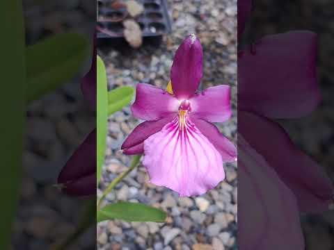 大堇花蘭 Miltonia moreliana#plants #植物 #orchid #蘭花